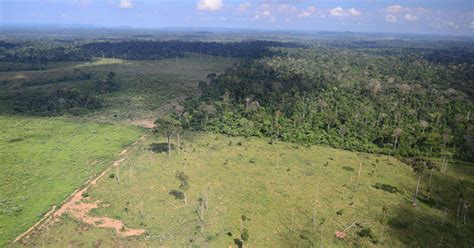 maio registra maior taxa de desmatamento da história na amazônia